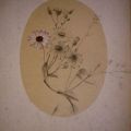 斯托达德·邓普顿设计档案馆Pierre Langlade的花卉草图