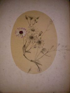 来自斯托达德·坦普尔顿设计档案馆的Pierre Langlade花卉素描