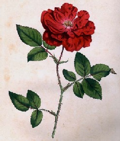 Rosa Semperflorens（永远吹玫瑰）