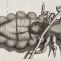 来自胡克的微图的板材（伦敦：1665）