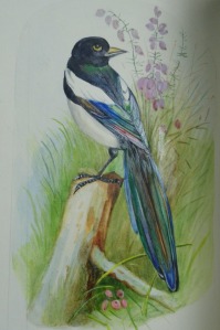 在《不列颠群岛的鸟类》中，可以看到铅笔痕迹的盘子，以及在较厚的油漆上的闪光。