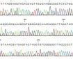 一些测序的DNA使用CLC基因组学工作台（Caitlin Jukes提供）