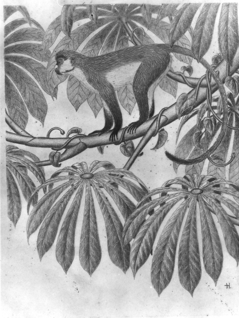 Ceropithecus ascanius Schmidt成年男猴的素描，1949年（Glaha 42541）