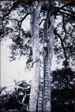 梯子上的人在分支的平台上导致树（DC68 / 80/49）